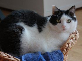 Katzen als Freigänger: Katzensteuer und Glöckchen für eine saubere und vogelsicherere Umgebung?