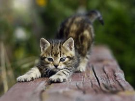 Sie möchten eine Katze kaufen? Diese Tipps sollten Sie beachten