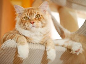 Katzenerziehung: Warum die Sprühflasche keine Lösung ist