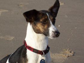 Kleine Hunde haben besondere Bedürfnisse