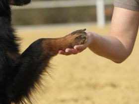 Kommunikation Mensch und Hund
