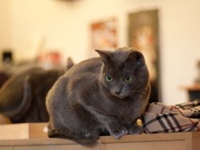 Die Korat - eine seltene Katzenrasse