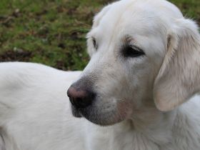 Krampfanfall beim Hund: Welche Rolle spielt die Ernährung?