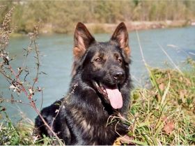 Langstockhaar- oder Altdeutscher Schäferhund?