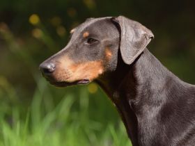 Lebererkrankungen beim Hund: Symptome, Therapie und gefährdete Rassen