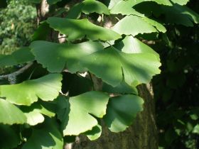 Ein Plädoyer für einen leidensfreien und schönen Lebensabend mit Hund und Katze