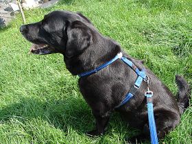 Die Leinenführigkeit beim Hund - Halsband oder Geschirr?