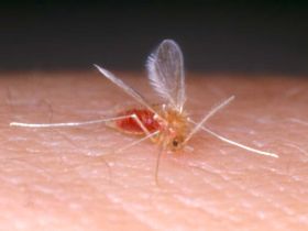 Leishmaniose beim Hund