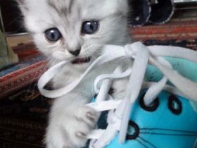 Die Macawi Cat - eine neue Schönheit aus der Schweiz