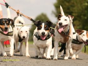 Rudel- oder Mehrhundehaltung - mehrere Hunde liegen im Trend