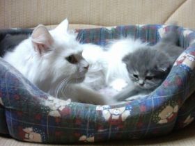 Die German Angora - eine neue Katzenrasse entsteht (Teil 1)