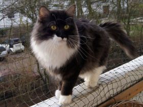 Die Neva Masquarade und ihre Schwester, die Sibirische Katze