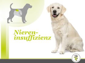 Niereninsuffizienz bei Hunden: Eine Nierendiät kann helfen