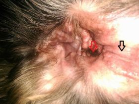 Ohrmilben beim Hund: Symptome und Behandlung