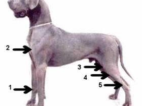 Diagnose Osteosarkom beim Hund: Bösartiger Tumor im Knochen