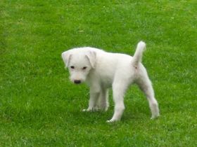 Der Parson Russell Terrier