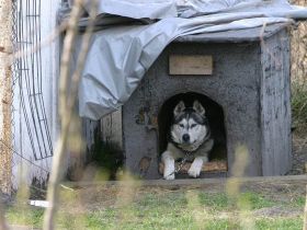 Polarhunde: Eine "blauäugige" Anschaffung?