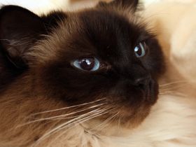 Die Ragdoll-Katze: Sanfter Riese mit leuchtenden blauen Augen