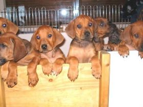 Rhodesian Ridgeback – Der Hund mit dem Tropfen Löwenblut