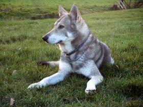 Hunde im Wolfspelz oder Der Saarloos-Wolfhund