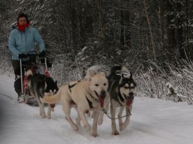 Schlittenhunde machen Urlaub in Finnland (Teil 2)