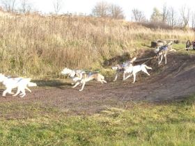Schlittenhunderennen in Halle-Dieskau