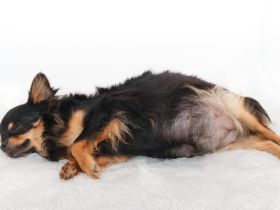 Trächtigkeit beim Hund: Anzeichen und Ablauf der Schwangerschaft