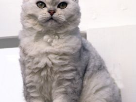 Selkirk Rex, die Katze mit "Dauerwelle"?