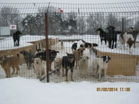Ein Spendenratgeber für Hunde- und Katzenfreunde