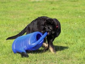 Spiel und Spaß für Hunde