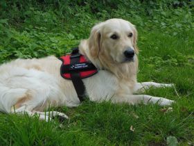 Der Therapiehund: Ein normaler Hund mit besonderem Job