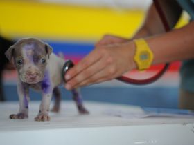 Tierarztkosten für Haustiere und Streuner