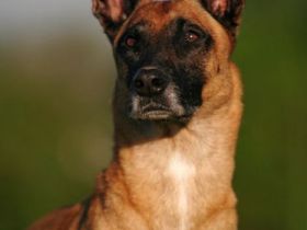 Tierfotografie - Tipps und Tricks, damit schöne Tierfotos gelingen (Teil 1)