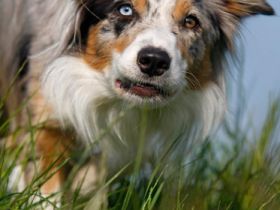 Tierfotografie - Tipps und Tricks, damit schöne Tierfotos gelingen (Teil 2)