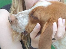 Hilfe für spanische Hunde in Not