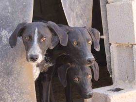 Tierschutz-Hunde aus Spanien