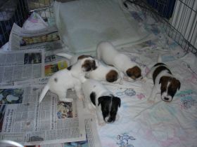 Tipps zur Stubenreinheit