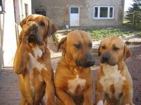 Tosa Inu, der sanfte Riese aus Japan