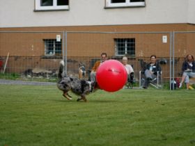 Treibball - Bälle statt Schafe?