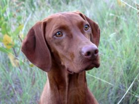 Magyar Vizsla: Das leider nicht mehr unbekannte Wesen