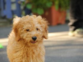 Ein Welpe kommt ins Haus: Tipps für die Betreuung in den ersten Wochen