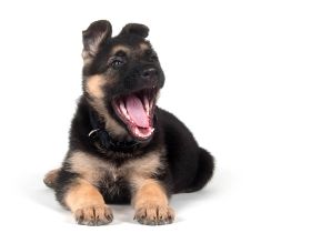 Welpenfutter: Warum Welpen eine besondere Ernährung brauchen