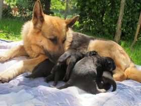 Welpenprägung beim Züchter