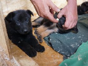 Wie entsteht der Welpenpreis?