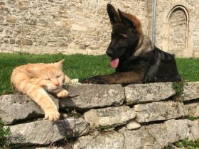 Welpensozialisierung: Welpen richtig sozialisieren