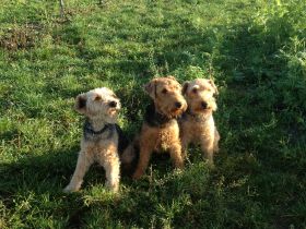 Die Welsh-Terrier "vom Schwanberg"