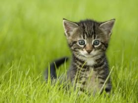 Am 8. August ist Weltkatzentag