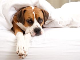 Wenn Tiere sterben: Natürliche Sterbebegleitung für Hund, Katze und Co.