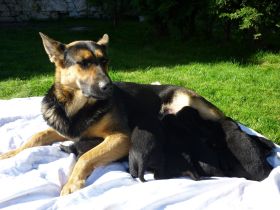 Wo kaufe ich sicher einen Hund?