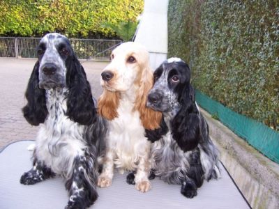 Cocker German Cocker Spaniel-Züchter in Heilbronn (Land) Snautz